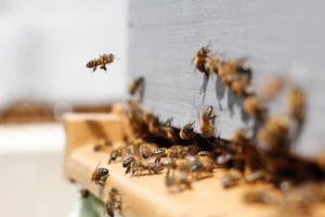 Karma Honey